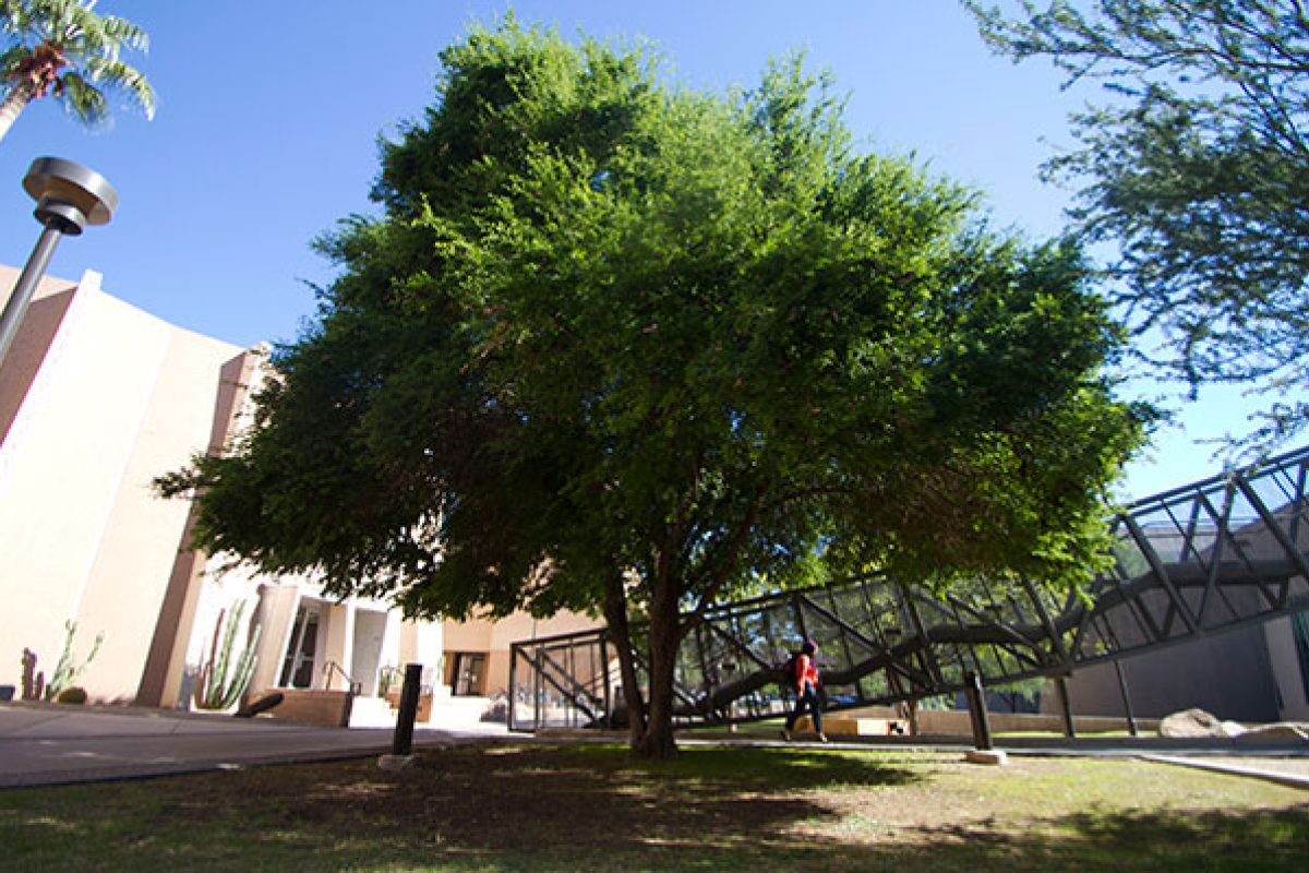 Arizona State University ironwood tree