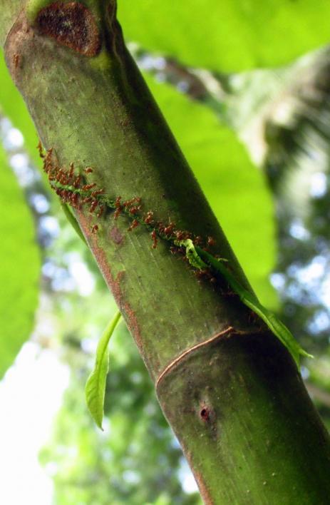 Azteca ant workers attacking an encroaching vine
