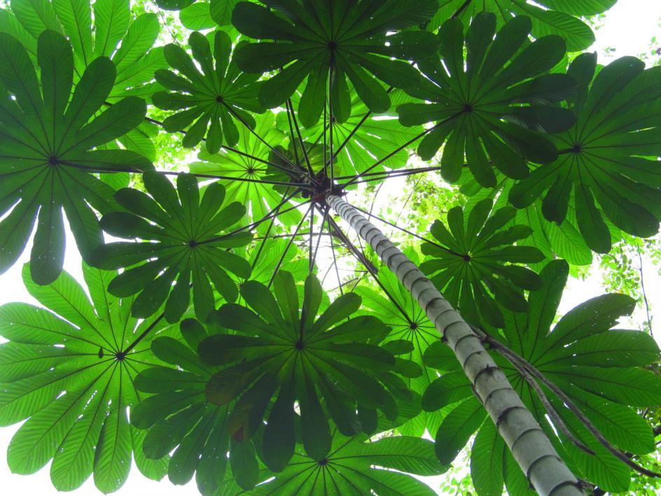 Cecropia tree canopy, Soberania National Park, Panama
