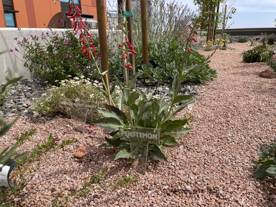 Close-up image of some of the native desert species at the Mirabella pollinator garden. Acrylic sign in foreground reads "PENSTEMON."