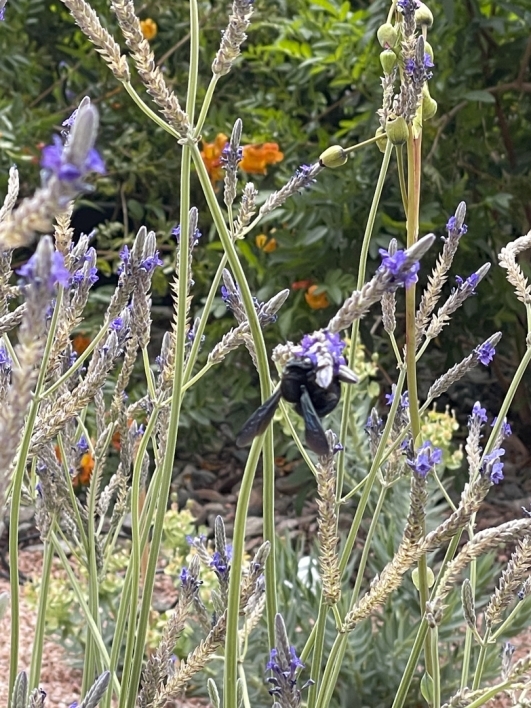 A close-up image displays a bug visitor on a lavender flower.