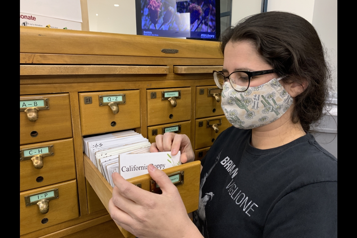 ASU library specialist Christina Sullivan pulls out a drawer from the card catalog in the Design and Arts Library