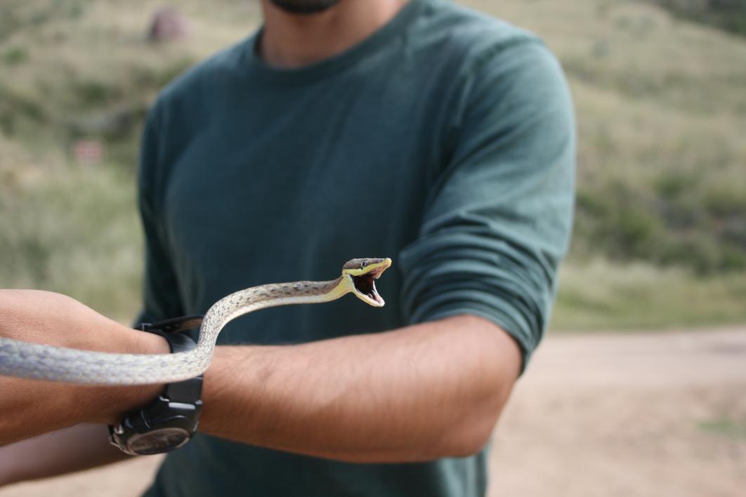 ASU herpetology students saw a rare brown vinesnake during fieldwork in southern Arizona
