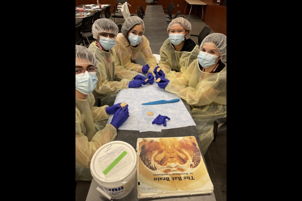 High school students wearing surgical coverings, face masks and gloves, seated at a table on which they are observing rat brains.