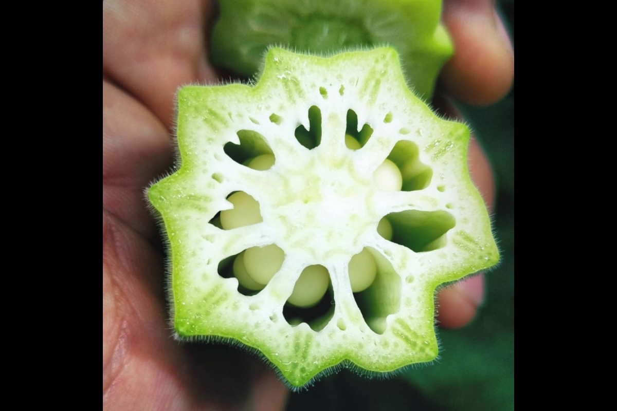 Looking down into into cross-section of green okra pod