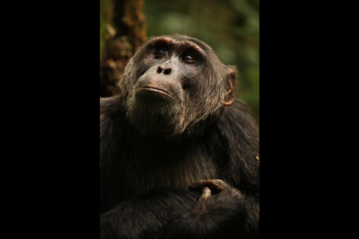 Jackson-Ngogo chimpanzee community