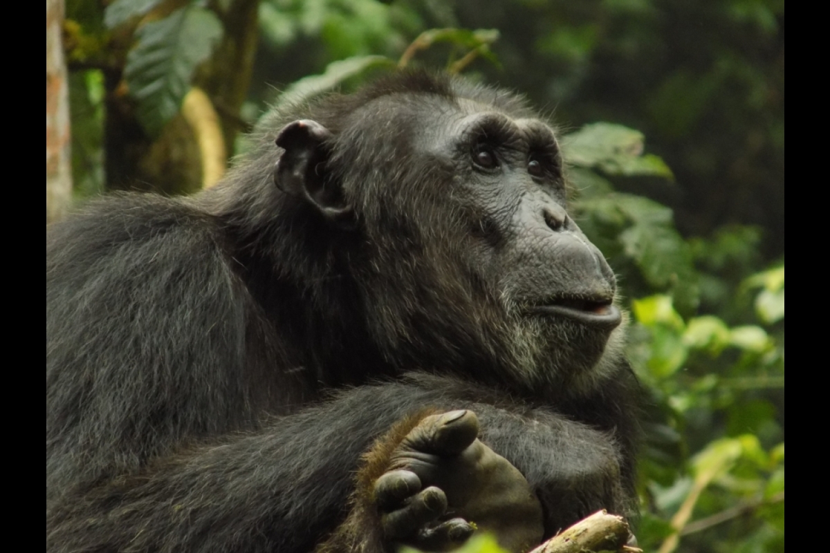 An adult male chimpanzee at Ngogo, Kibale National Park, Uganda