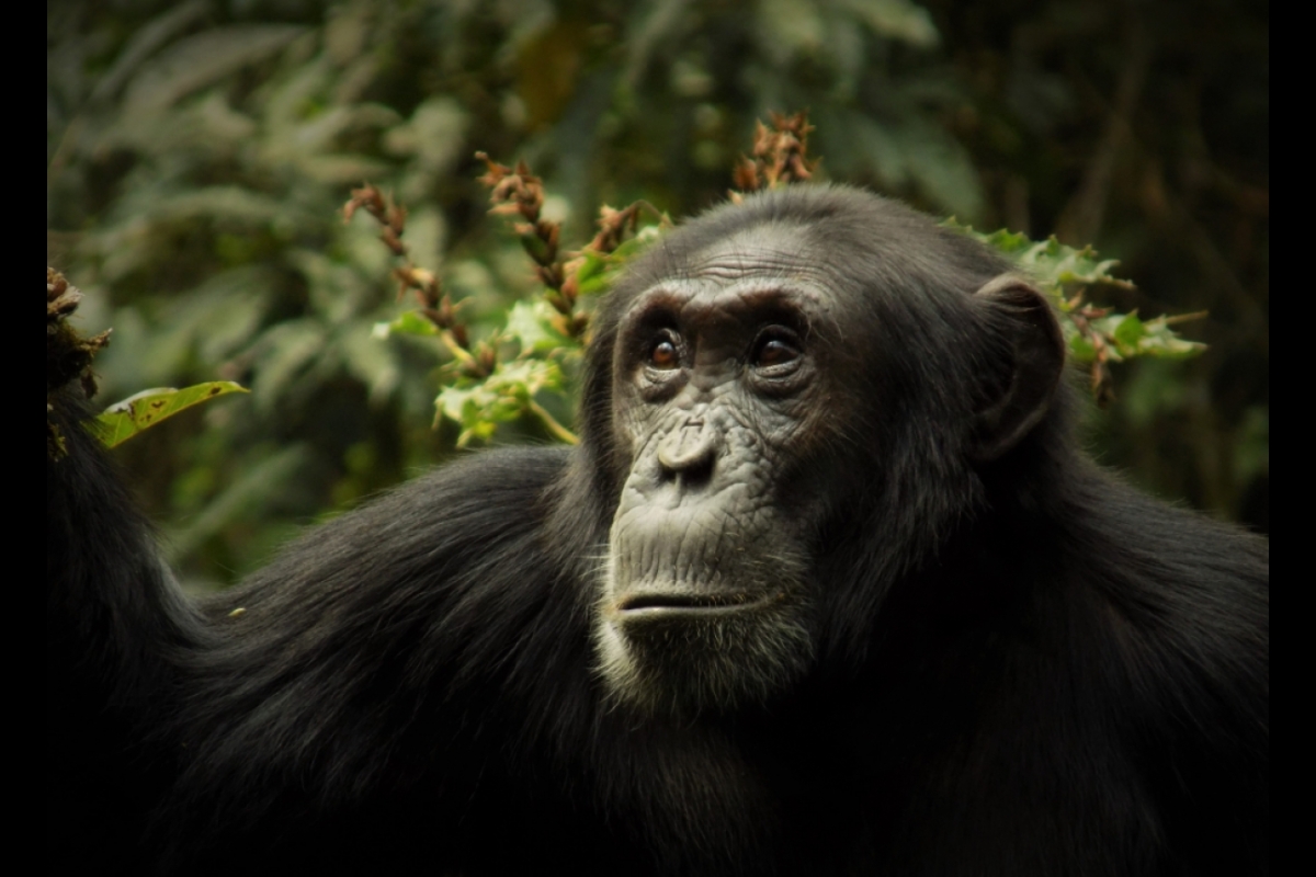 An adult male chimpanzee at Ngogo, Kibale National Park, Uganda 2