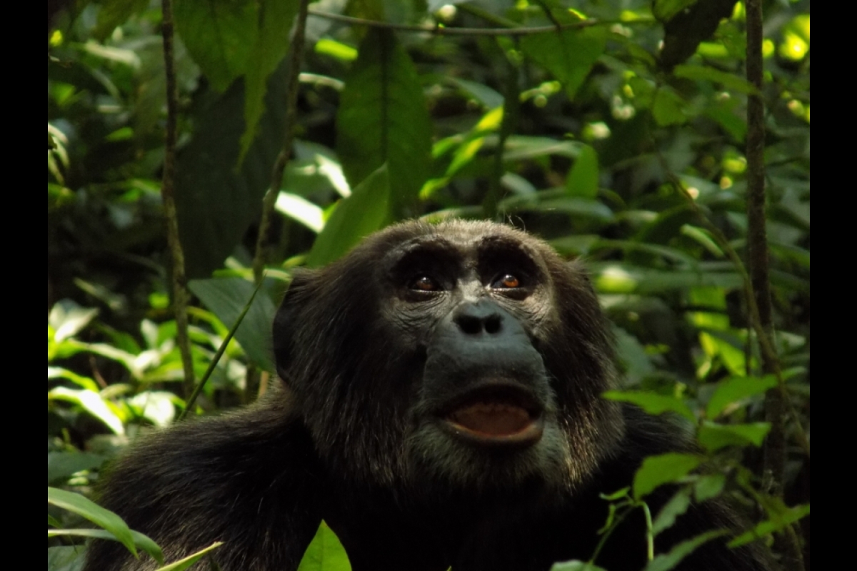 An adult male chimpanzee at Ngogo, Kibale National Park, Uganda 3