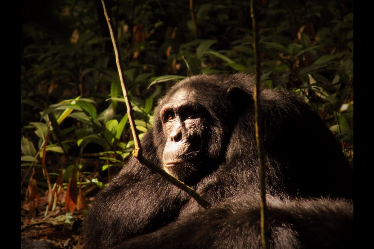 An adult male chimpanzee at Ngogo, Kibale National Park, Uganda 5