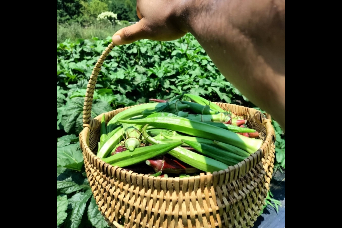 Jordan Collins holds out a basket of green and burgundy okra pods while in a garden