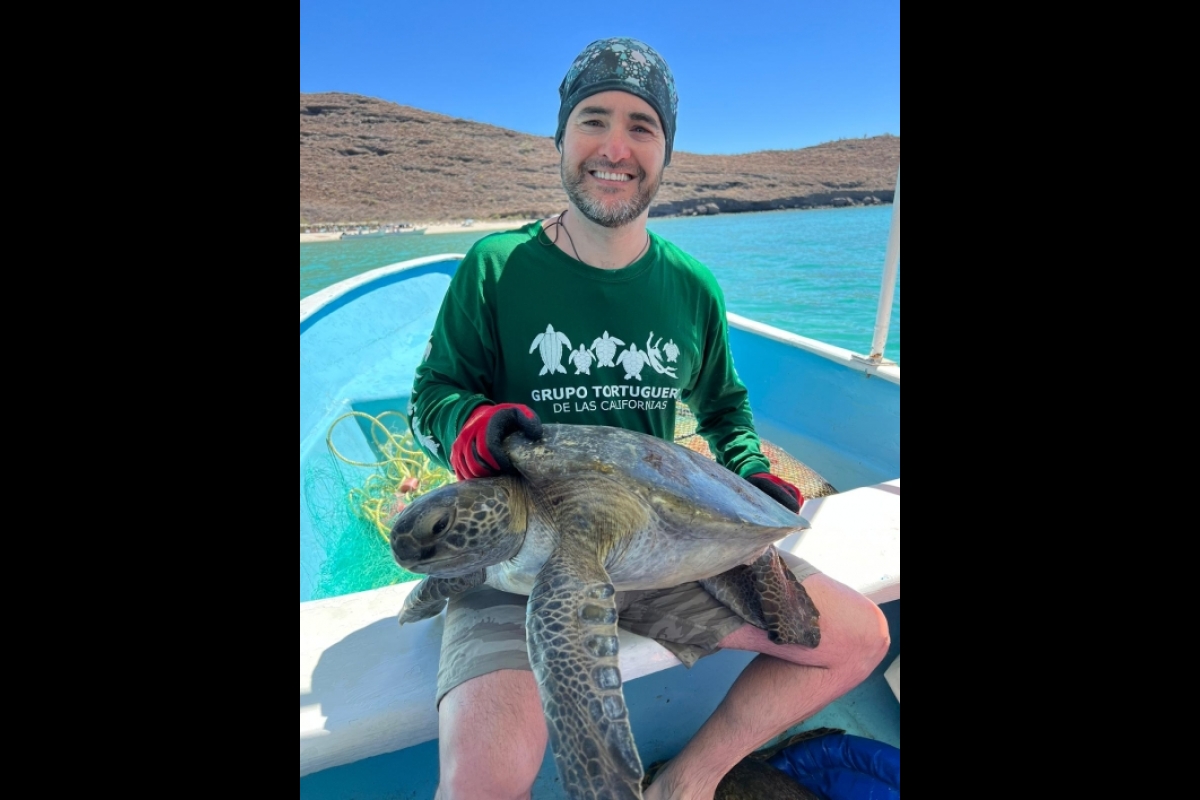 Jesse Senko holding a green sea turtle
