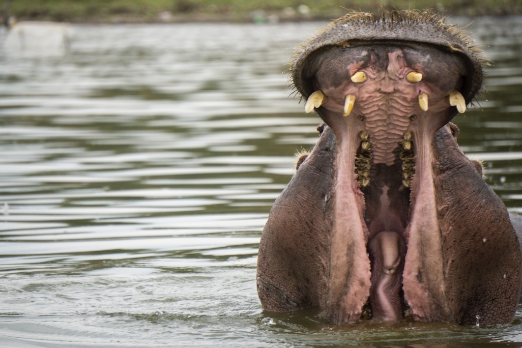 A photo of a yawning hippo in a lake in Kenya