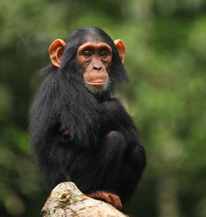 An infant chimp.