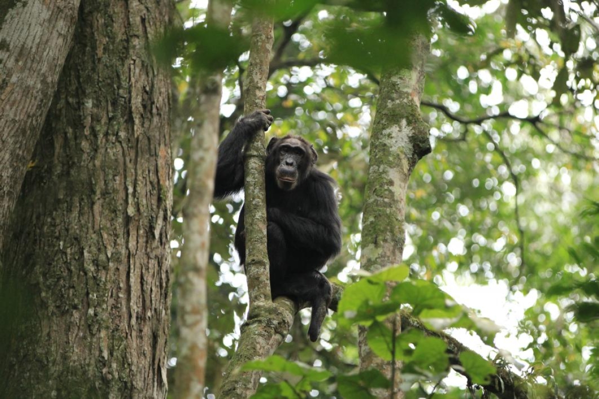 Lita-Ngogo chimpanzee community