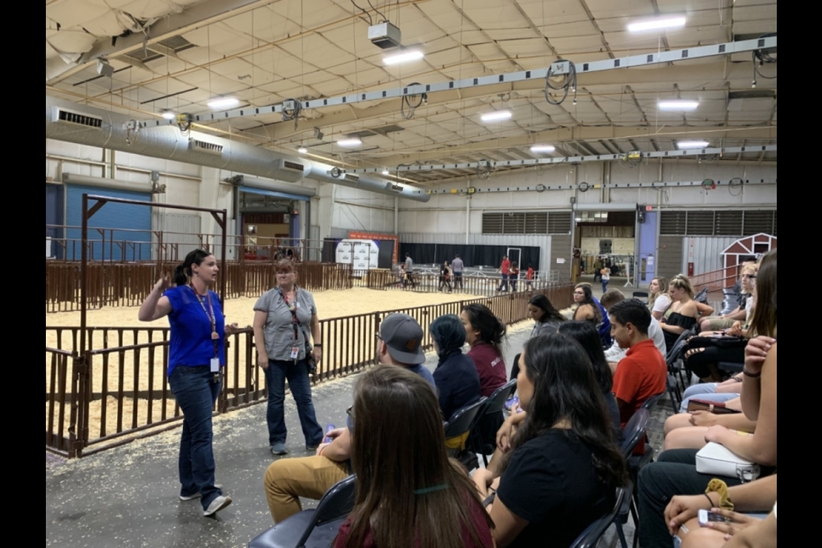 Students learn about livestock at the Arizona State Fair
