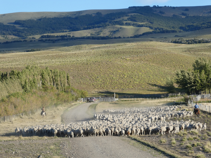 Herd of sheep on a road in a dryland area in Argentina.