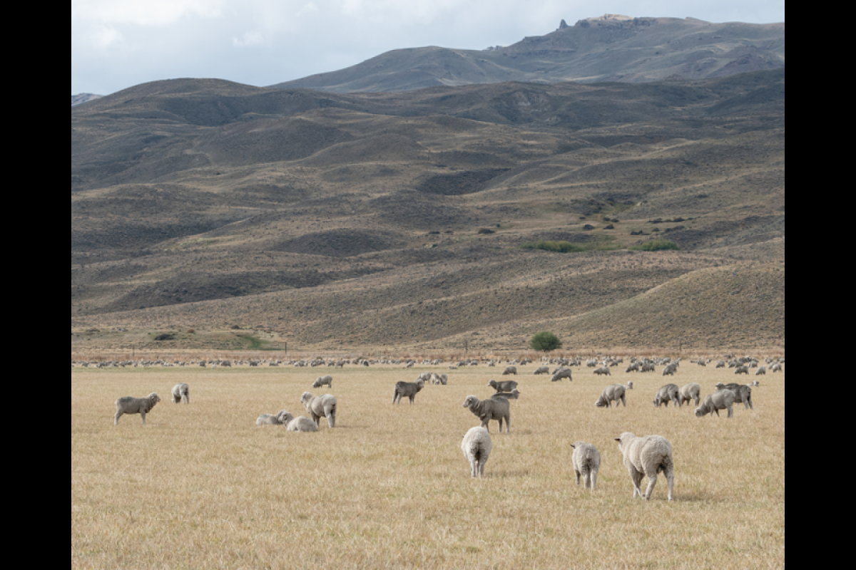 Sheep grazing in a semiarid Patagonian rangeland.