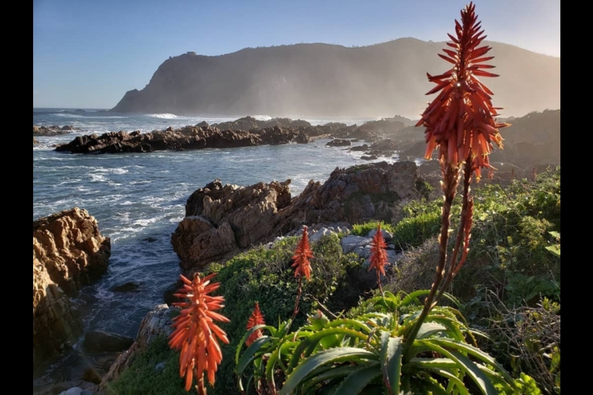 An iconic shot of a flowering aloe plant along the hike to the Knysna cave si te