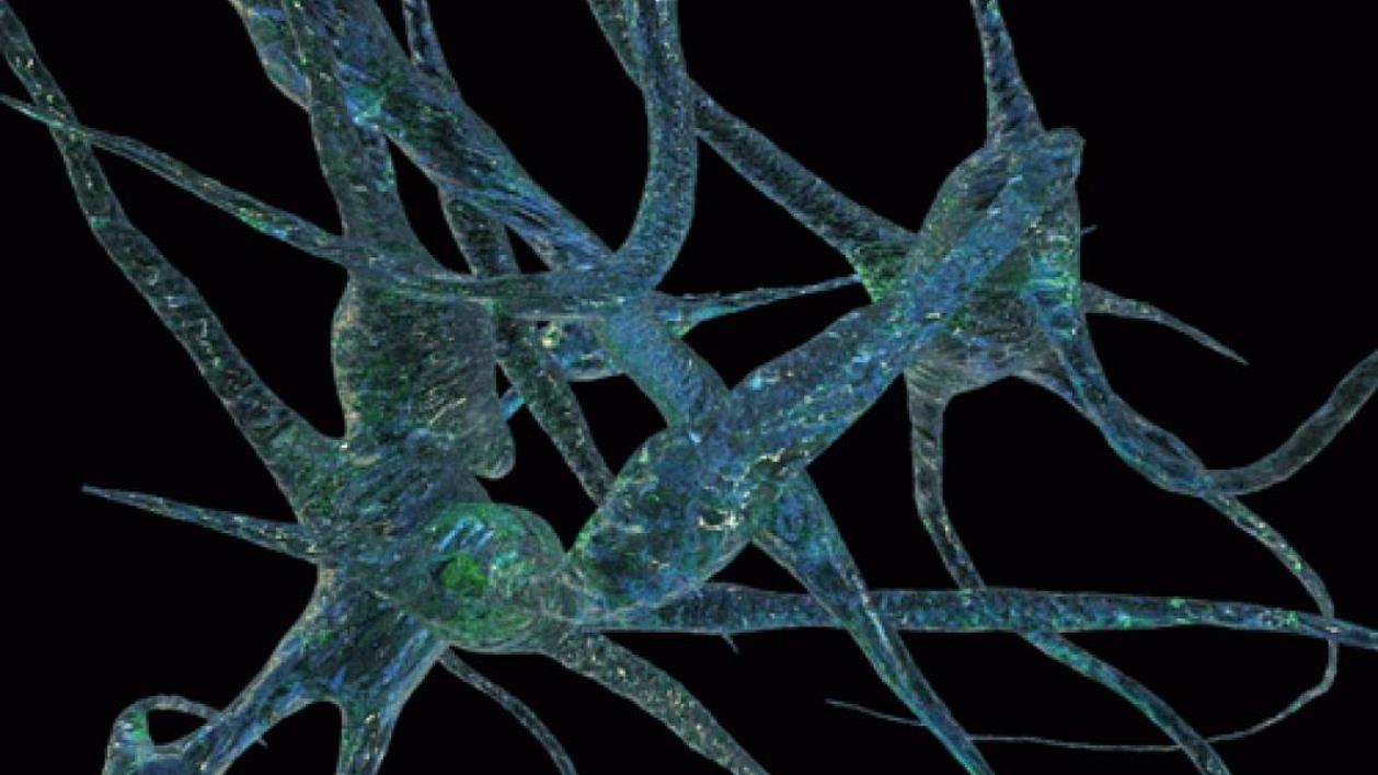 An illustration of neurons