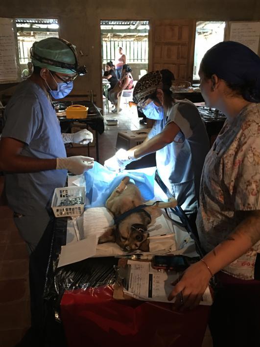 ASU students assist with veterinary surgery
