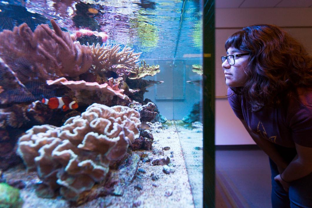 A woman looks at a saltwater aquarium.