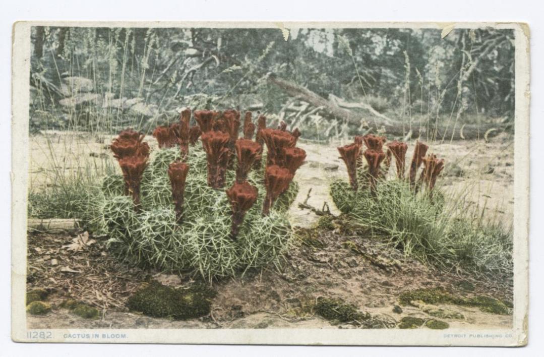An image of cacti with flowers