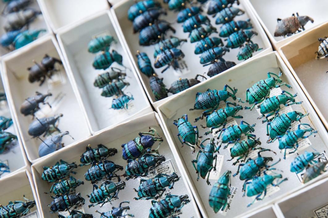 insect collection