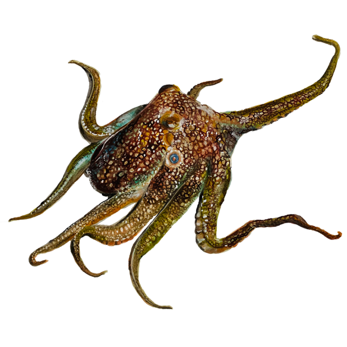 Octopus illustration by Jessica Potter