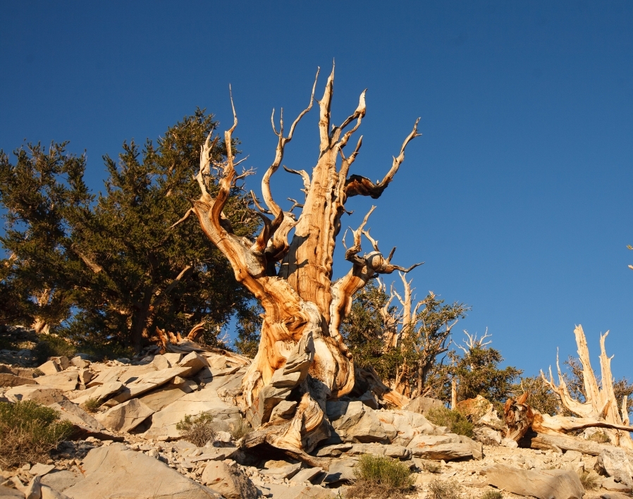 methuselah, world's oldest tree