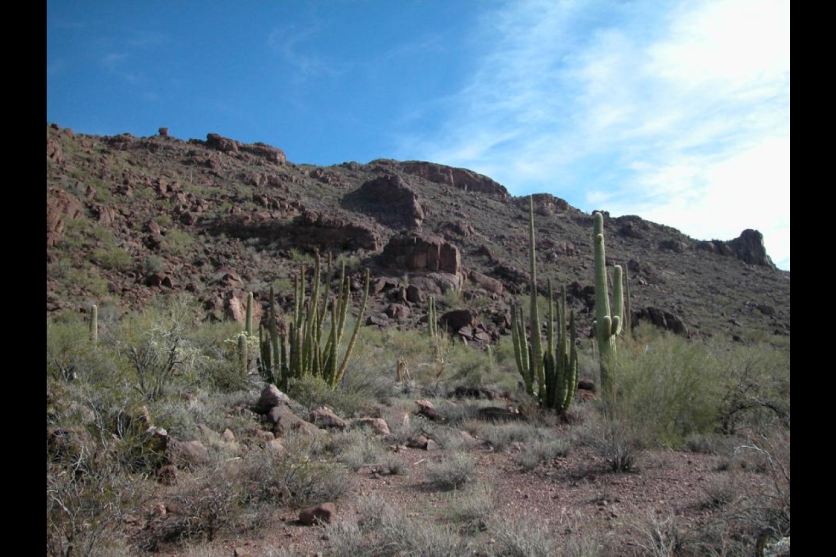 ASU researchers sequence genome of iconic saguaro cactus | ASU News
