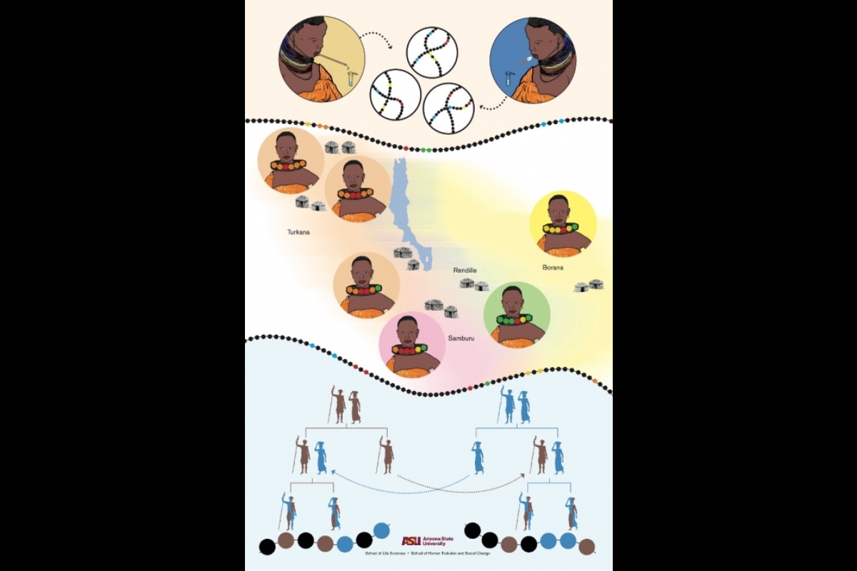 Outreach campaign poster with illustrations depicting genetic facts.