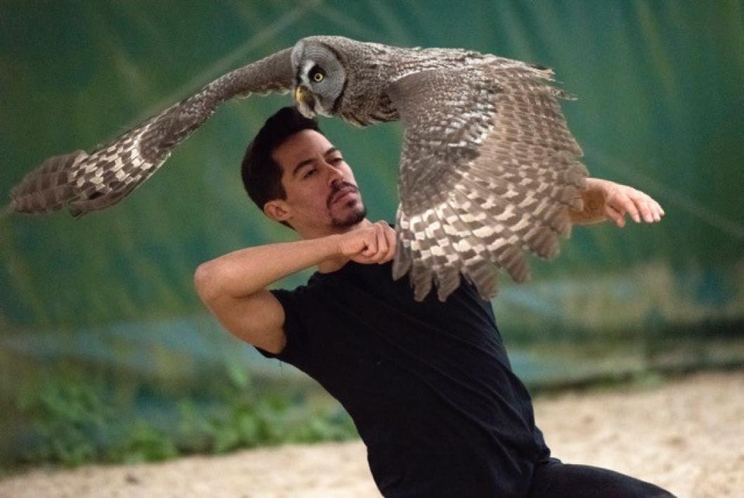 animal handler and owl