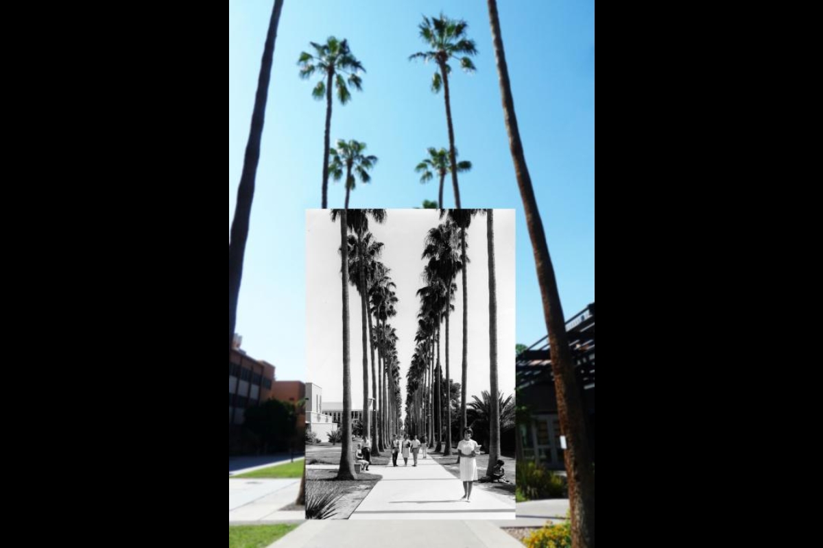 Palm Walk then and now.