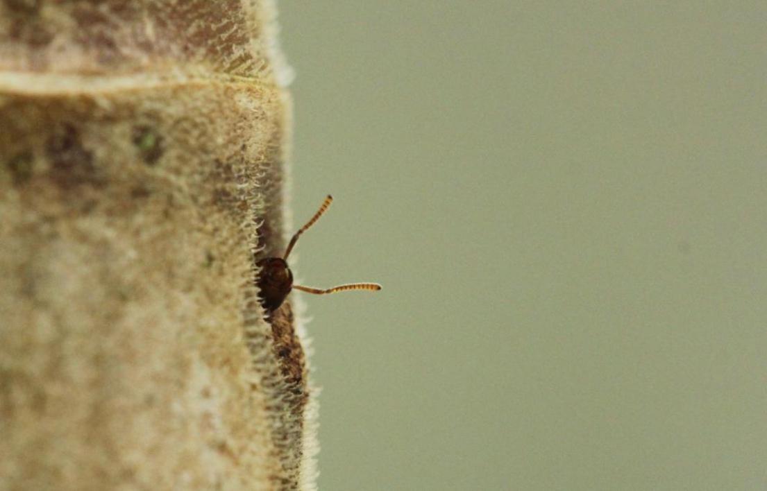 Azteca ant peeks from Cecropia tree, Panama