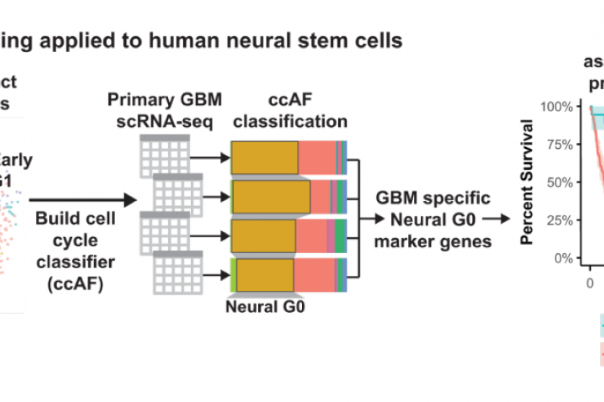 A figure shows the research process of discovering Neural G0, building a cell classifier, and studying glioma tumor prognosis.