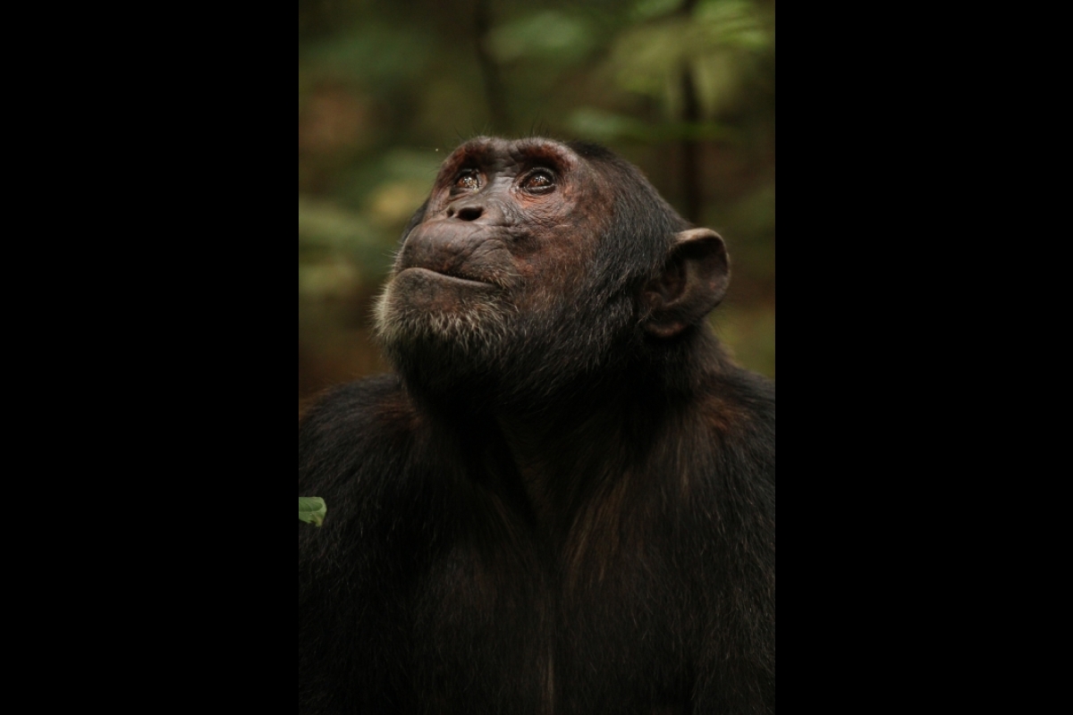 Photo of a chimpanzee looking up.