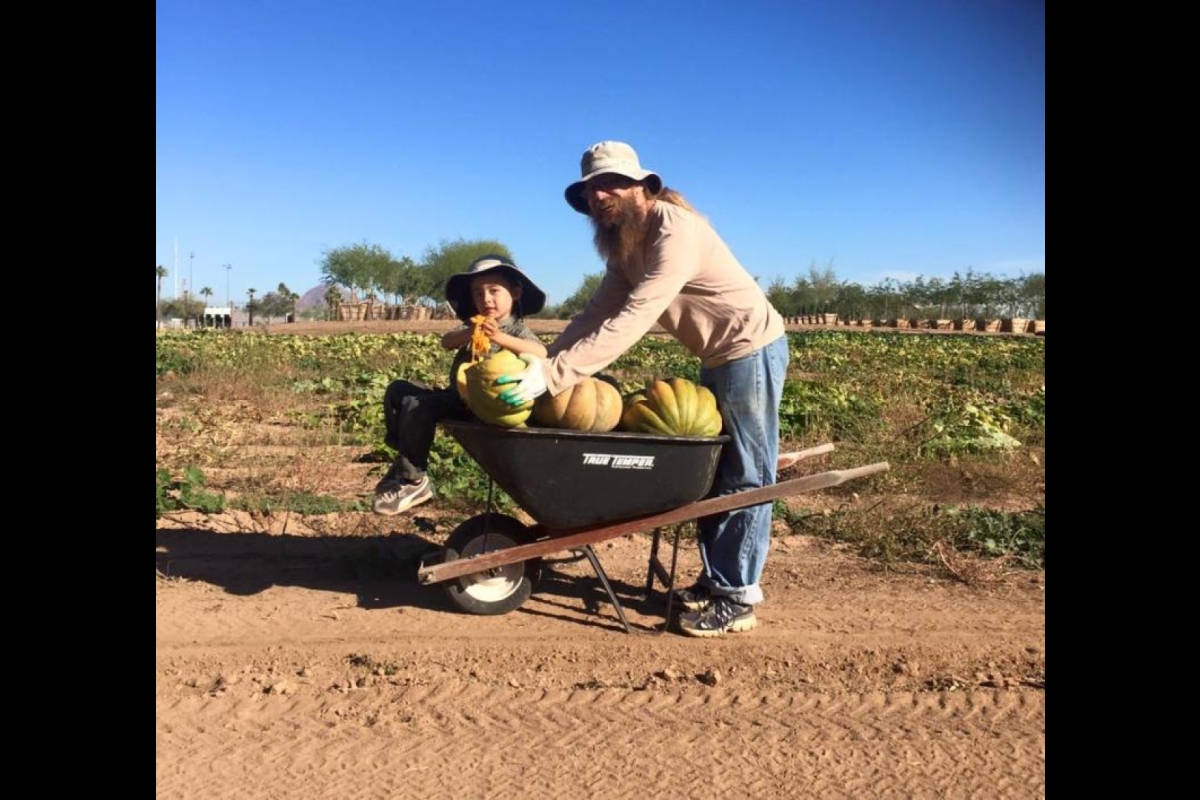 Shaffer and his son harvest pumpkins at a Agave Farms Community Garden in Phoenix.