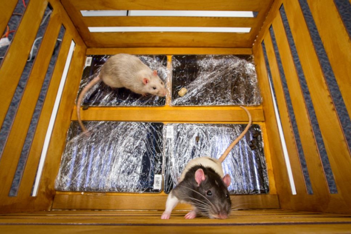 Rats walking on iPads, in a crate.