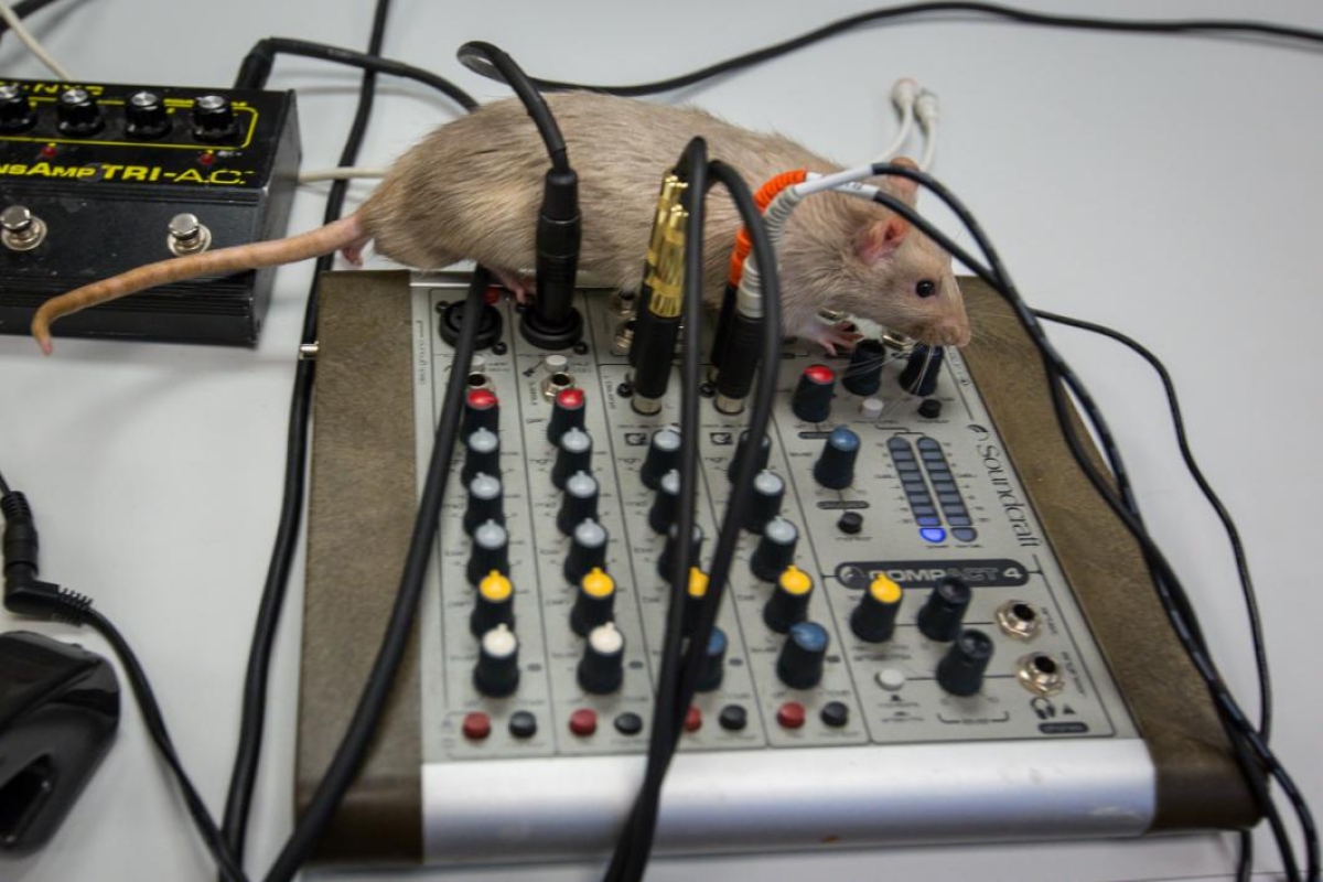 A rat walks on a mixing board.