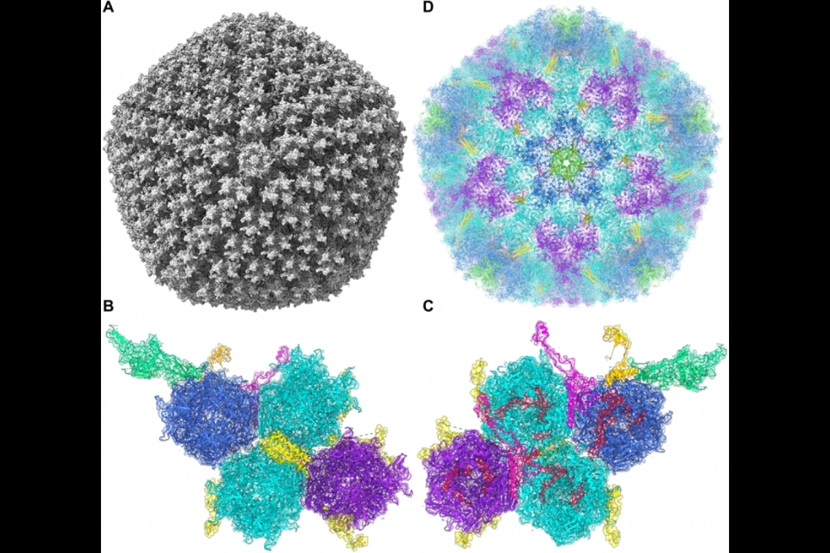 A microscopic image of an adenovirus-based COVID vaccine