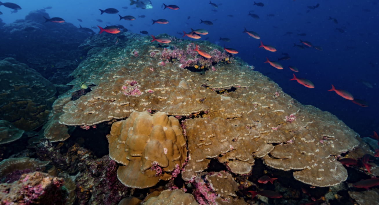 A coral reef in the Galapagos islands