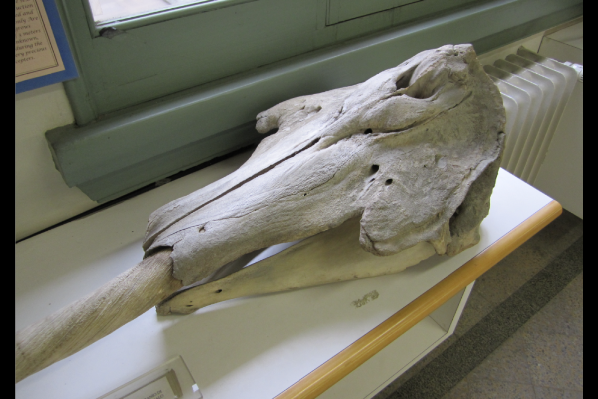 A narwhal tusk only grows out on the left side of a male's skull 