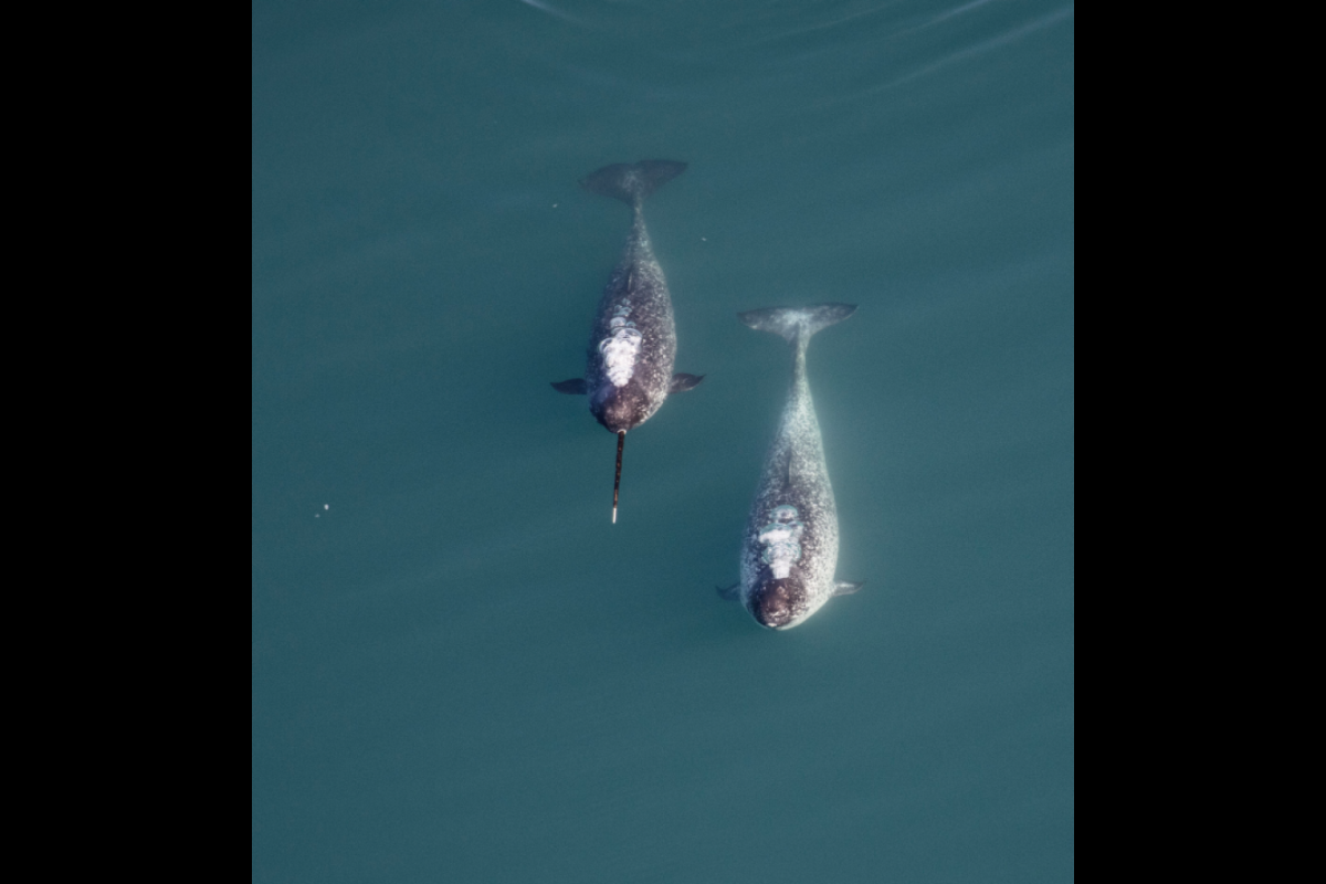 A male (left) and female (right) narwhal