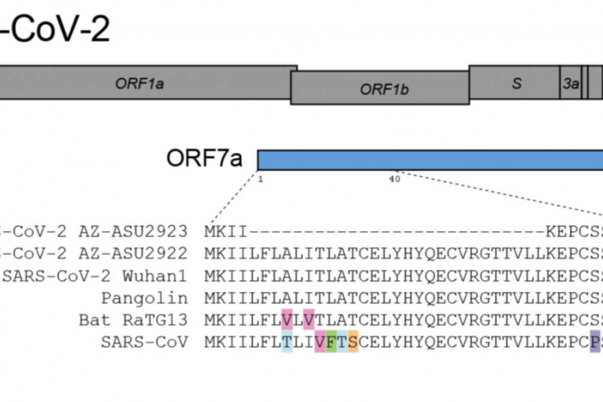 A gap in the SARS-CoV-2 genome