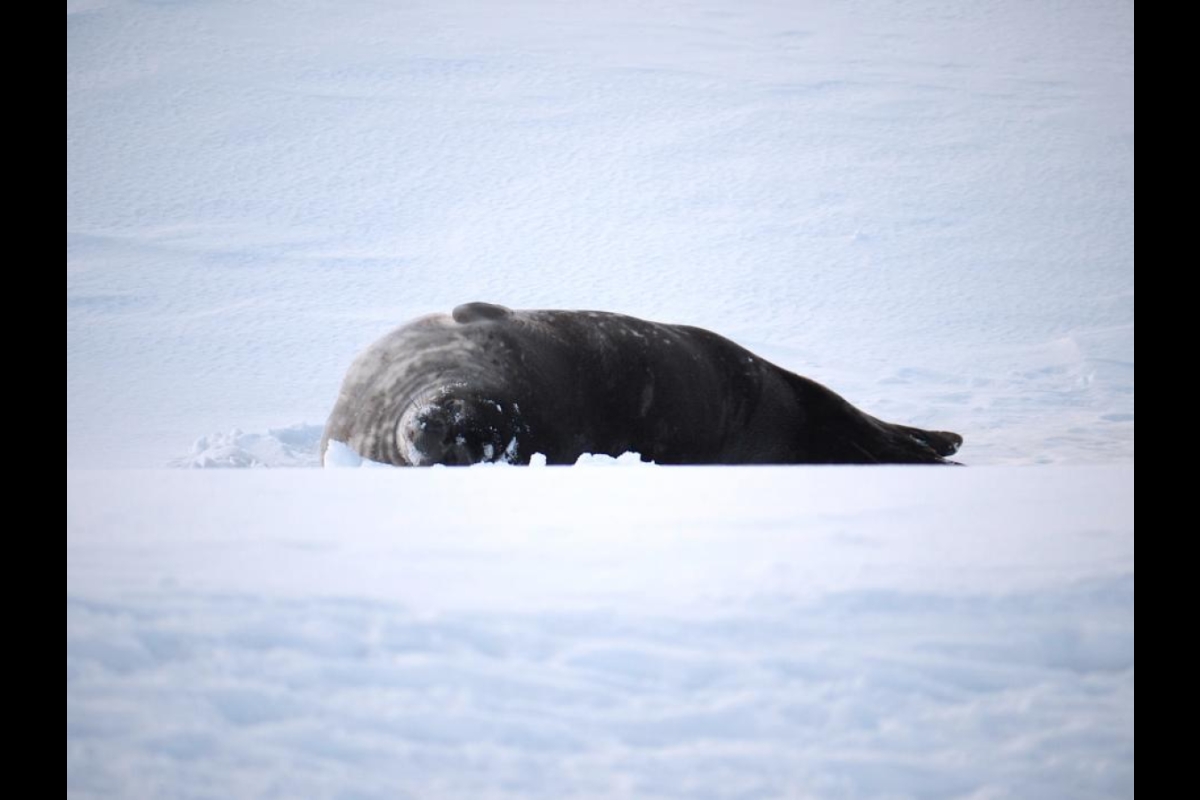 seal in snow in Antarctica