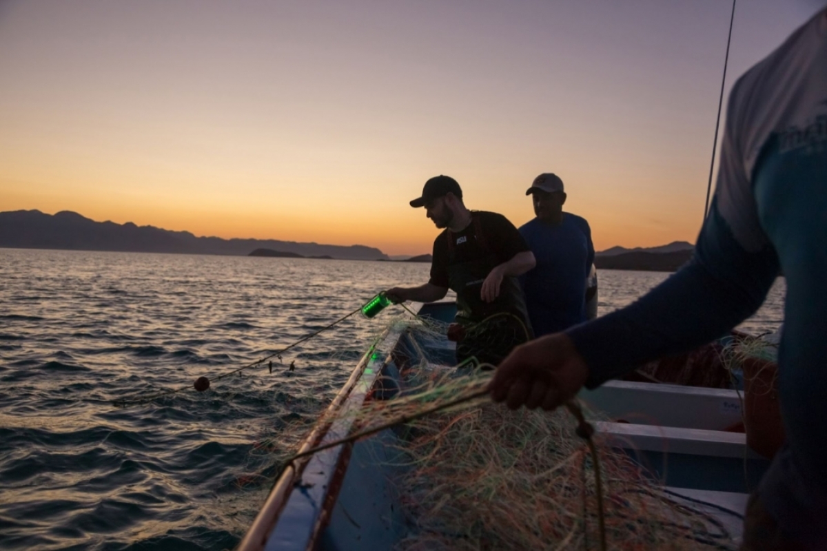 Senko and researchers pulling an illuminated net from the water onto the boat