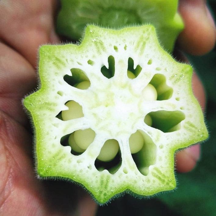 Looking down into the cross-section of a green okra pod.