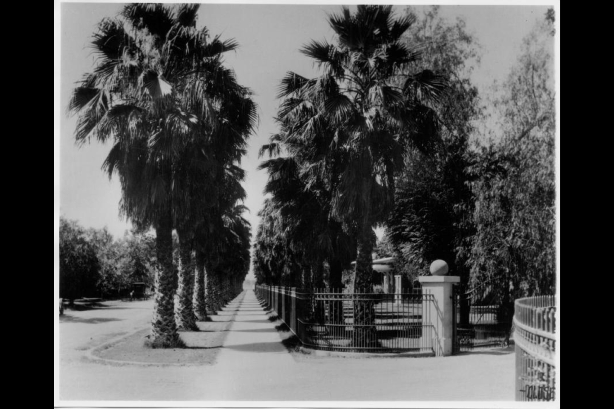 Palm trees on palm walk