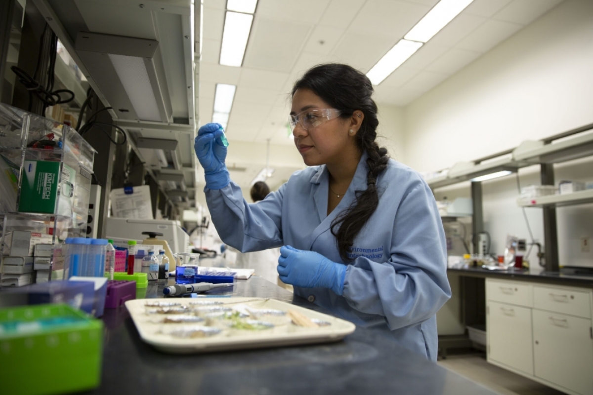 Evelyn Miranda has spent countless hours working in Anca Delgado’s lab alongside the other ASU participants of the NSF internship program.